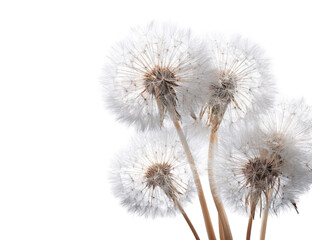 Obraz premium Close-up of several dandelion heads