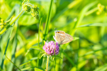 レンゲソウにとまるウラナミシジミ