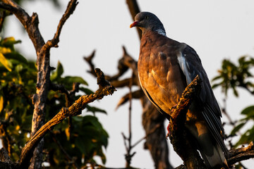 wild pigeon bird on a tree