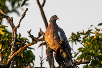 wild pigeon bird on a tree
