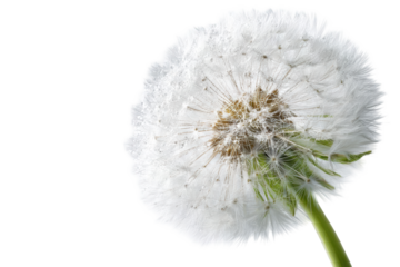 Close-up of a dandelion seed head (21)