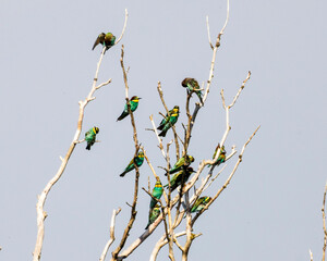 European bee-eater (Merops apiaster) perched on a branch against blue sky. Colorful bird with vibrant plumage, captured in its natural habitat.