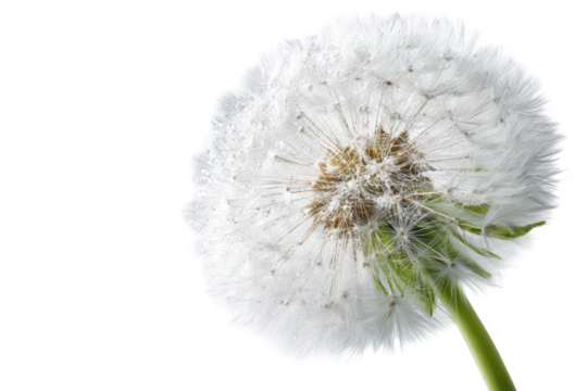 Close-up of a dandelion seed head (21)