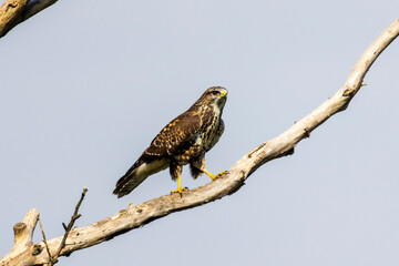 Common buzzard (Buteo buteo) perched on a dry tree branch against a clear sky. A majestic bird of...