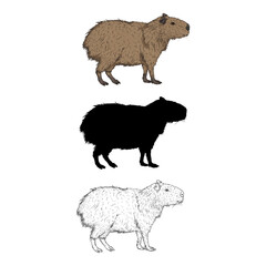 Vector Set of Capybara Illustrations.