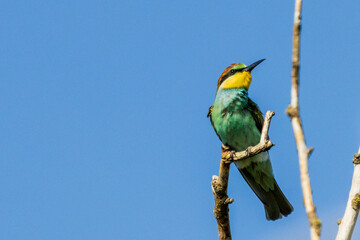European bee-eater (Merops apiaster) perched on a branch against blue sky. Colorful bird with vibrant plumage, captured in its natural habitat.