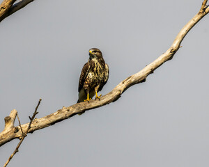 Common buzzard (Buteo buteo) perched on a dry tree branch against a clear sky. A majestic bird of prey in its natural habitat, captured in daylight.