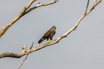 Common buzzard (Buteo buteo) perched on a dry tree branch against a clear sky. A majestic bird of prey in its natural habitat, captured in daylight.