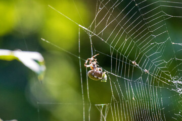 spider on web