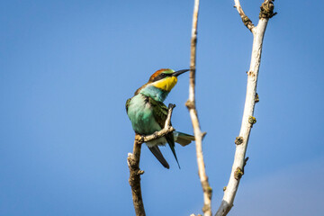 European bee-eater (Merops apiaster) perched on a branch against blue sky. Colorful bird with vibrant plumage, captured in its natural habitat.