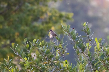 Mimus polyglottos, mockingbird