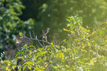 Great Reed Warbler (Acrocephalus arundinaceus).