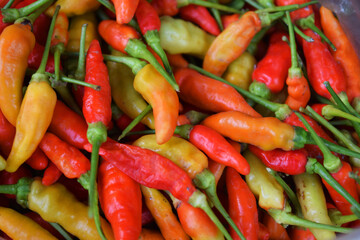 spicy red chili peppers for cooking