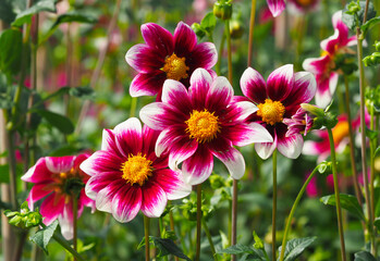 Kleine bunte Dahlienblüten	
