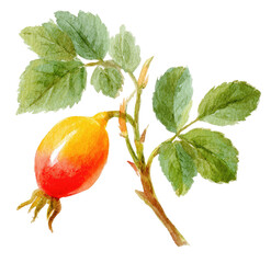 Watercolor illustration of a rose hip with leaves.  A vibrant rose hip, shades of orange and red, sits atop a slender branch. 