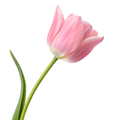 Fototapeta premium Pink tulip flower delicate bloom isolated on a transparent background image