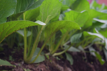 a natural garden of lush green mustard greens