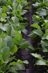 a natural garden of lush green mustard greens