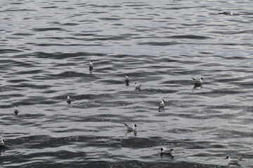 flock of black headed gulls in summer plumage floating on a calm ocean surface