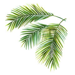 Green palm branches isolated on a transparent background.