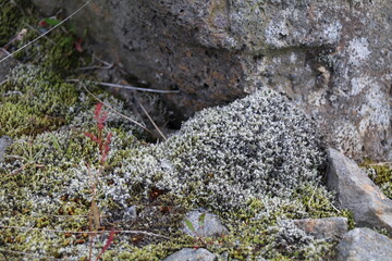 moss and lichen growing on volcanic rocks in iceland