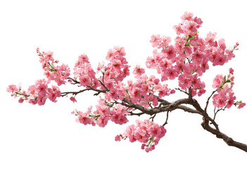Pink cherry blossoms on a branch against a black background. 