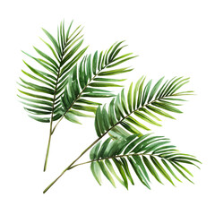Green palm branches isolated on a transparent background.