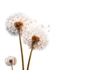 Three dried dandelion seed heads against a black background