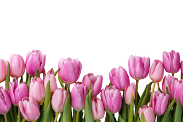 Pink tulips in a horizontal line against a black background