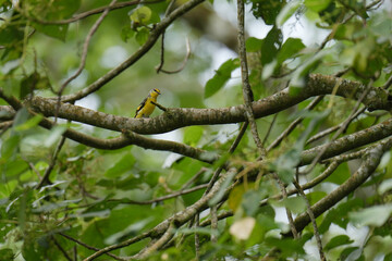 small yellow bird on a tree