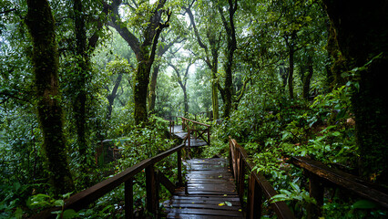Fototapeta premium A Serpentine Wooden Path Vanishing into a Lush, Moss-Draped Rainforest.