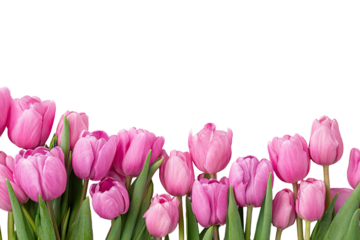 Pink tulips in a horizontal line against a black background.  Close-up of many vibrant, soft pink tulips, with green foliage, arranged in a row