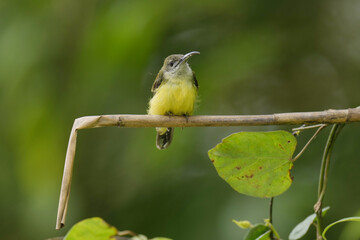 baby  Long-billed Spiderhunter on branch bird watching in the forest