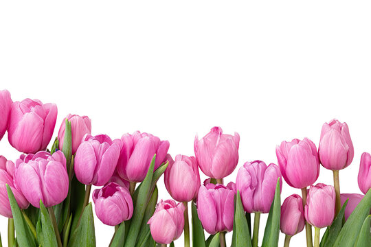 Pink tulips in a horizontal line against a black background. Close-up of many vibrant, soft pink tulips, with green foliage, arranged in a row - Powered by Adobe