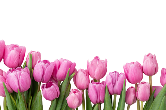 Pink tulips in a horizontal line against a black background.  Close-up of many vibrant, soft pink tulips, with green foliage, arranged in a row