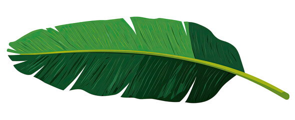 Detailed graphic of a single, large, vibrant green banana leaf
