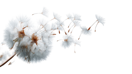 Close-up of dandelion seed heads (1)