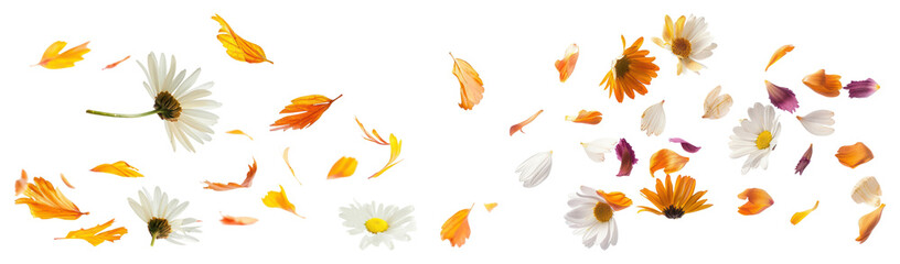 PNG Vibrant daisies with petals scattered, element set on transparent background