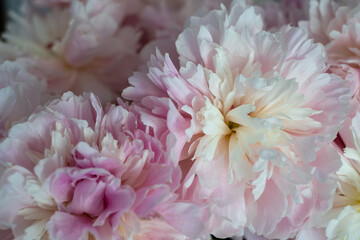 Colourful peonies flowers in soft pink and white hues, showcasing delicate petals and lush textures, creating a vibrant floral arrangement with natural beauty