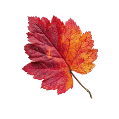 Close-up of a vibrant autumn leaf.  Crimson and amber hues blend seamlessly across its surface.  