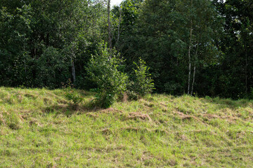 Lush green field slopes upwards to a dense forest edge with various deciduous trees on a bright...