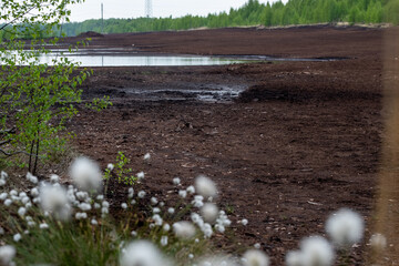 Peat bog landscape featuring lush green plants and white cotton grass, showcasing the unique ecosystem and natural beauty of wetland environments with copy space