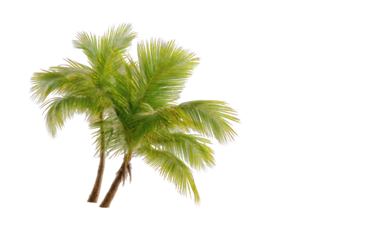 Palm tree leaves against black