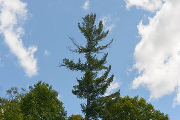 pine tree blue sky and clouds