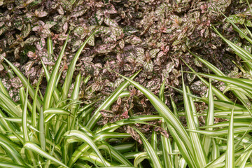 Chlorophytum comosum or spider plants as borders in a garden bed of Hypoestes phyllostachya or polka dot plants