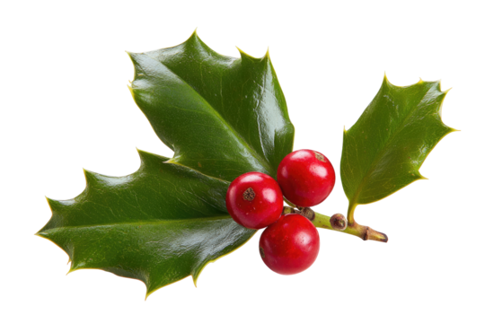 Close-up of holly sprig with vibrant red berries and deep green leaves (3)