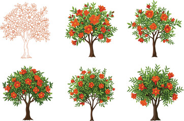 Naklejka premium PrintSix stages of pomegranate tree growth with green leaves and orange flowers, botanical development cycle vector illustration for educational design