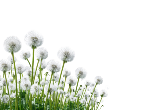 A cluster of dandelion flowers against a black background