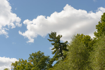 trees and clouds on a blue sky