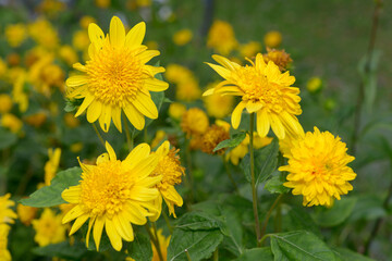 Asters with pom pom or double yellow centers
